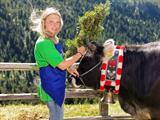 Foto für Viech schoadn in Reinswald